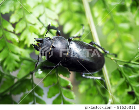 Female stag beetle on a leaf 81626811