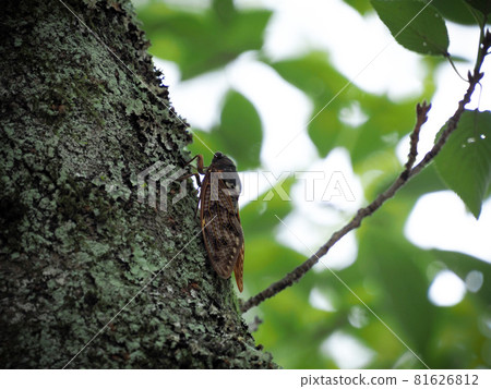 Abra Zemi stopping in a tree 81626812