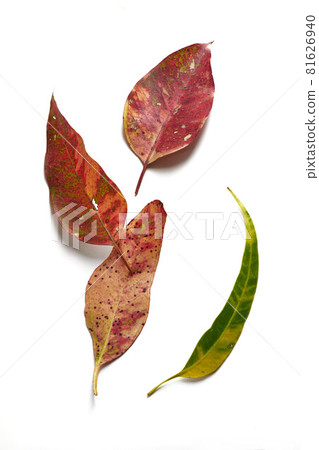 Eucalyptus leaves 81626940