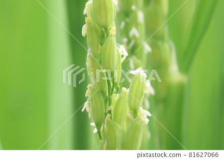 Heading of rice (flowering) Heading of rice (flowering) 81627066