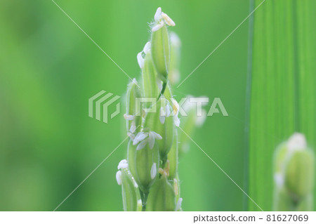 Heading of rice (flowering) Heading of rice (flowering) 81627069