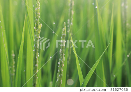 水稻抽穗(開花) 水稻抽穗(開花) 81627086