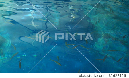 藍魚在水中游動 藍魚在水中游動 81627126