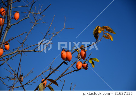 Autumn taste persimmon Autumn taste persimmon 81627135