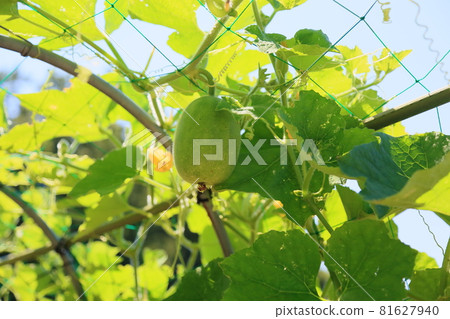 Wax gourd fruit Wax gourd fruit 81627940