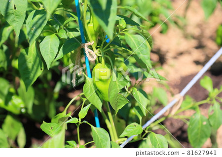 青椒果子 81627941