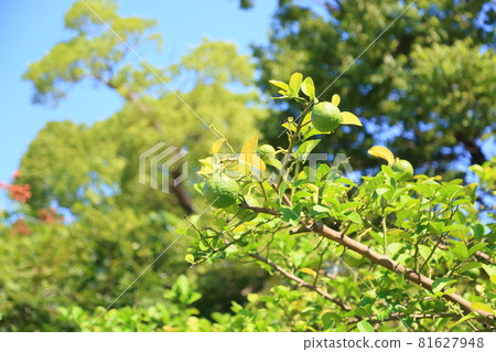 Omi lemon fruit Omi lemon fruit 81627948