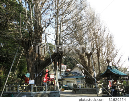 三浦市海南神社的神樹(雌雄大公樹) 三浦市海南神社的神樹(雌雄大公樹) 81629254