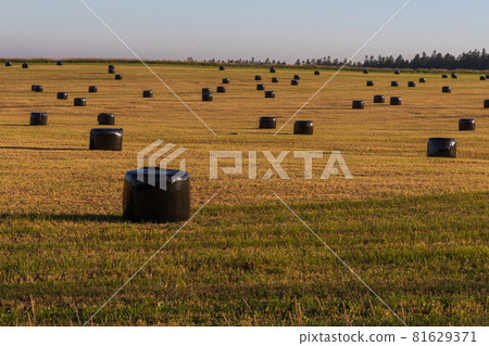 [北海道美瑛町]草卷八月 81629371
