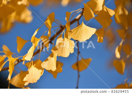 Ginkgo tree 81629455