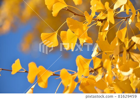 Ginkgo tree 81629459