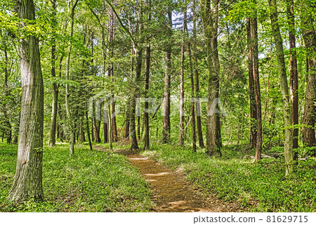 森林裡的小直徑 81629715