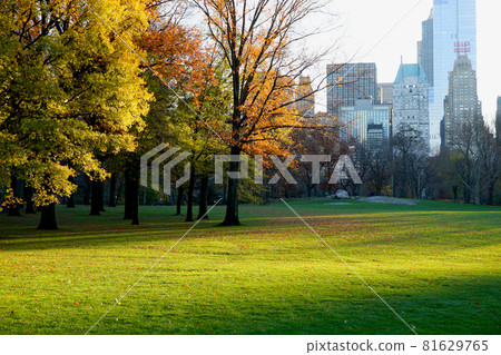 中央公園的冬日陽光 81629765
