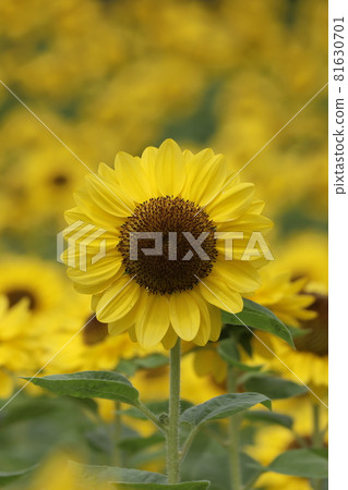 Sunflower field Sunflower field 81630701