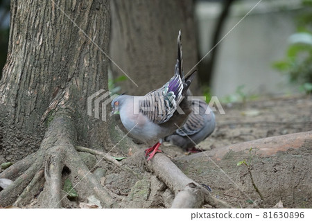 Ranjaku butt Ranjaku butt 81630896