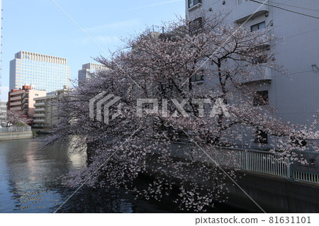Cherry blossoms at Oyokogawa River in Monzen-Nakacho Cherry blossoms at Oyokogawa River in Monzen-Nakacho 81631101