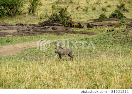 A warthog in the African savannah (Masai Mara National Reserve, Kenya) A warthog in the African savannah (Masai Mara National Reserve, Kenya) 81631211