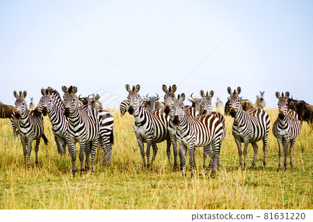 A herd of zebras and wildebeests staring at one spot in the African savanna (Masai Mara National Reserve, Kenya) 81631220