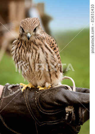 Young falcon training for falconry sits perched on the trainer's gloved hand Young falcon training for falconry sits perched on the trainer's gloved hand 81631410