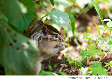 花栗鼠在樹蔭下休息 81631430