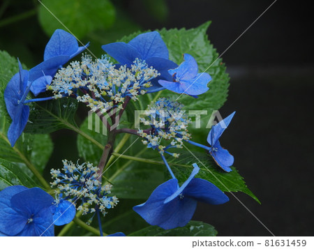 Blue hydrangea Blue hydrangea 81631459