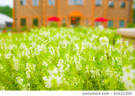  English garden 81632300