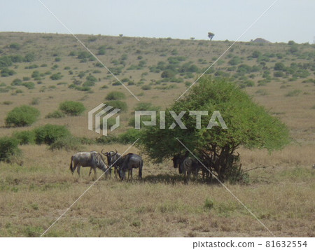 Safari in Nairobi National Park 81632554