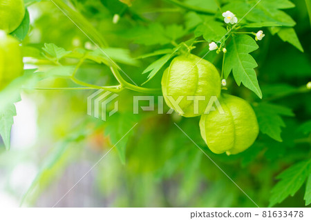富森克魯茲 81633478