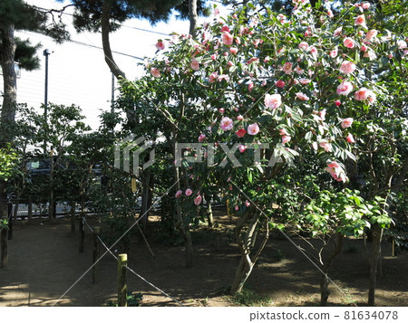 山茶花盛開的茅崎市冰室山茶花園 山茶花盛開的茅崎市冰室山茶花園 81634078