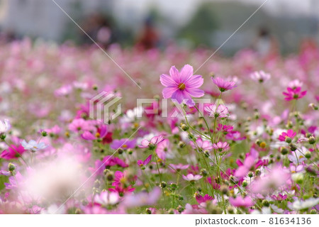  Cosmos field 81634136