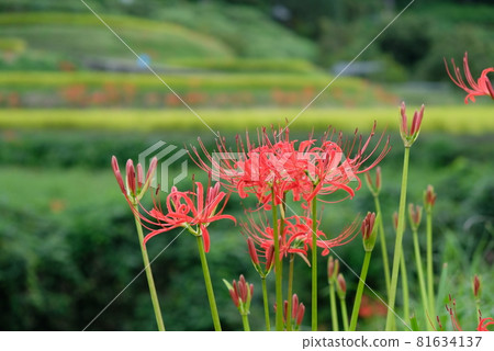 在路上開花的群集孤挺花 81634137