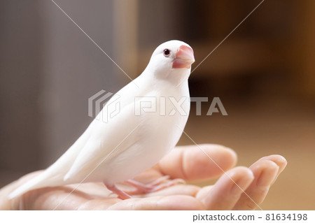 一個女人手中的爪哇公麻雀 一個女人手中的爪哇公麻雀 81634198