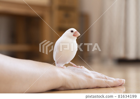 一個女人手中的爪哇公麻雀 81634199