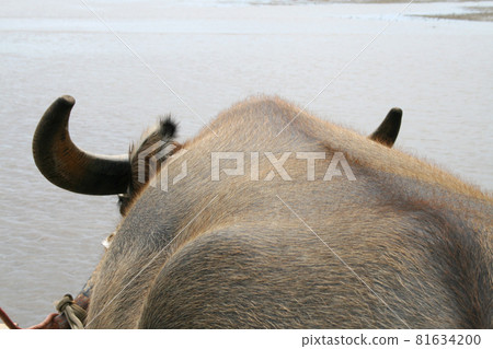 Water buffalo from Taketomi Island, Okinawa Prefecture 81634200