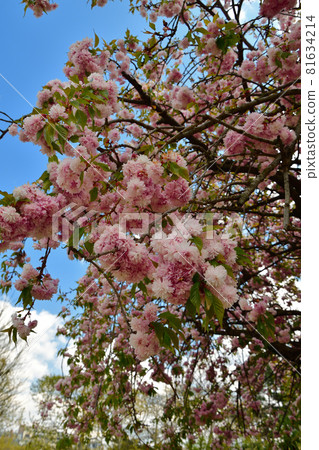 Cherry blossoms blooming in the Champ de Mars park in Paris, France, April 17, 2021 81634214
