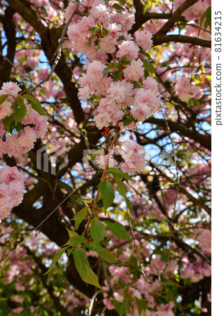 Cherry blossoms blooming in the Champ de Mars park in Paris, France, April 17, 2021 Cherry blossoms blooming in the Champ de Mars park in Paris, France, April 17, 2021 81634215