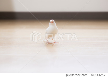 Male Java sparrow on the floor 81634257