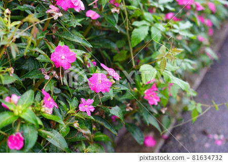African Impatiens blooming in the autumn rain 81634732