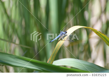 Shiokaratombo Shiokaratombo 81635223