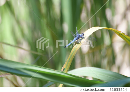 鹽卡拉通博 81635224