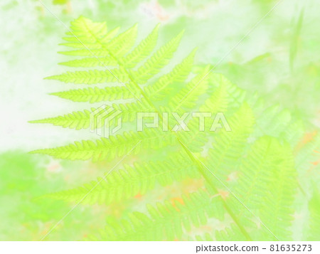 Fern-shaped plant in the forest. Beautiful graceful green leaves. Polypodiphyta, a department of vascular plants that includes modern ferns and ancient higher plants. Abstract background 81635273