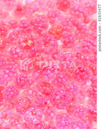 Raspberry abstract background. Garden raspberries. Lots of raspberries. Common raspberry Rubus idaeus - semi-shrub, species of the genus Rubus of the family Rosaceae. Soft focus Raspberry abstract background. Garden raspberries. Lots of raspberries. Common raspberry Rubus idaeus - semi-shrub, species of the genus Rubus of the family Rosaceae. Soft focus 81635477