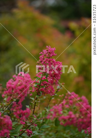 盛夏盛開的粉紅紫薇花 81635723
