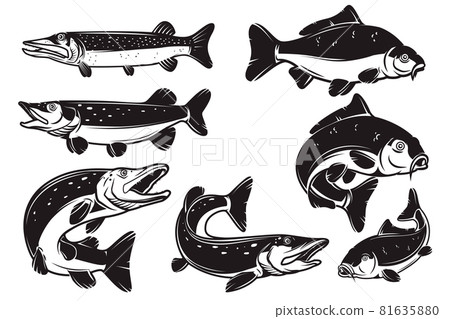 Set of Illustrations of the carp, pike fish isolated on white background. Design element for logo, label, badge, sign. Vector illustration 81635880