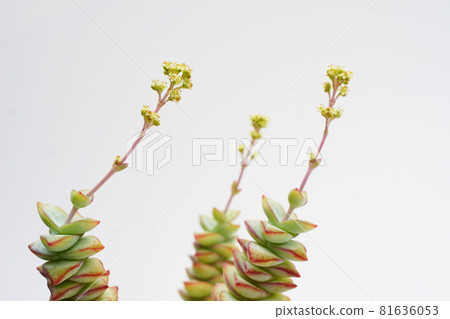 Succulents: Crassula The Little Prince has a tiny flower blooming...2 Succulents: Crassula The Little Prince has a tiny flower blooming...2 81636053