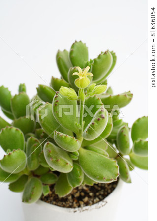 Succulents: Cute flowers have bloomed on Cotyledon Kuma Doji! They bloom in order...2 Succulents: Cute flowers have bloomed on Cotyledon Kuma Doji! They bloom in order...2 81636054