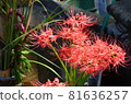 Seiganto-ji Temple: Red spider lilies 81636257
