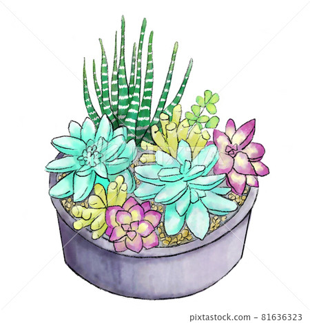 盆栽多肉植物 81636323