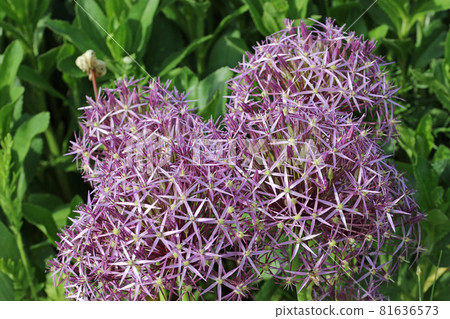 Violet star of Persia flower heads Violet star of Persia flower heads 81636573