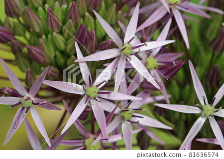 Violet star of Persia flower head close up Violet star of Persia flower head close up 81636574